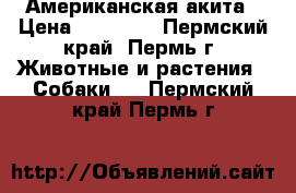 Американская акита › Цена ­ 10 000 - Пермский край, Пермь г. Животные и растения » Собаки   . Пермский край,Пермь г.